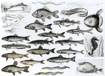 Ichthyology, Osseous Fishes, Marisipobranchs
